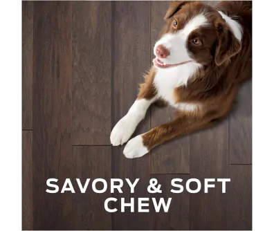 Pro Plan Vet Diets Digestive Health Dog Treats Pro Plan Vet Direct