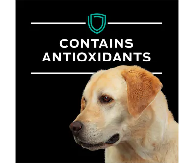 En gastroenteric low fat canine formula online
