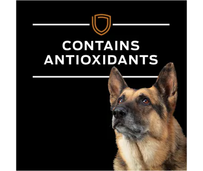 Purina nf wet dog food online