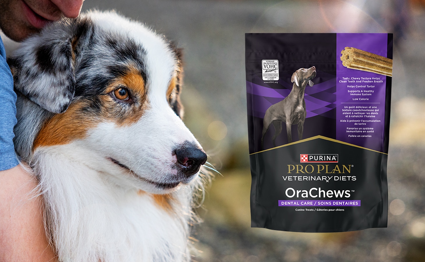 A bag of Pro Plan Veterinary Diets OraChews Dental Care Canine Treats bag next to a human bending down and hugging their Aussie.