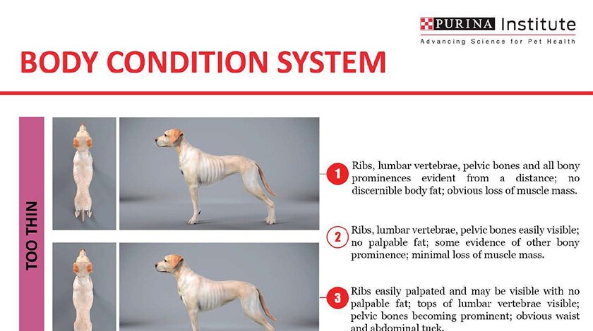 Purina Institute’s body condition system