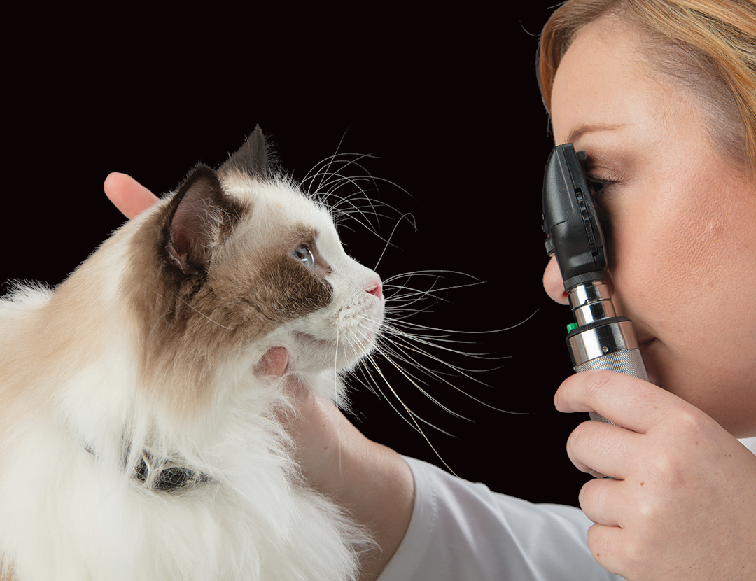 Veterinarian with a cat